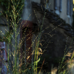 Molinia caerulea ssp. arundinacea 'Transparent'