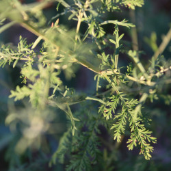 Artemisia aff. santolinifolia