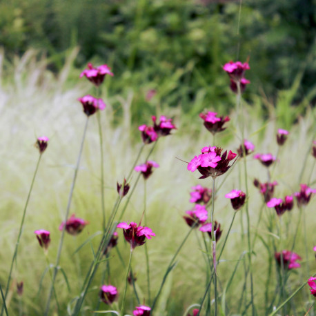 Dianthus carthusianorum