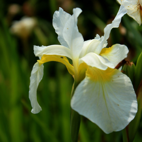 Iris sibirica 'Snow Queen'