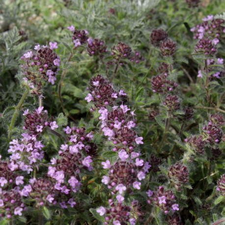 Thymus ciliatus