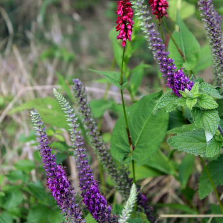 Teucrium hyrcanicum