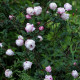 Rosa pimpinellifolia type 'Marbled Pink'