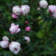 Rosa pimpinellifolia type 'Marbled Pink'