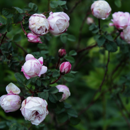 Rosa pimpinellifolia type 'Marbled Pink'