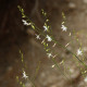 Anthericum ramosum