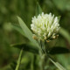 Trifolium ochroleucon