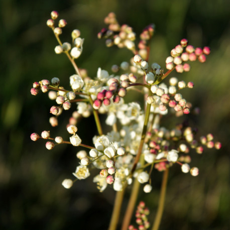 Filipendula vulgaris