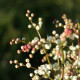 Filipendula vulgaris