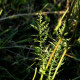 Filipendula vulgaris