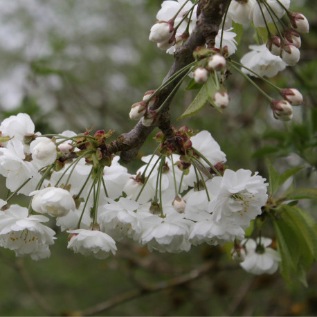 Prunus avium 'Plena'