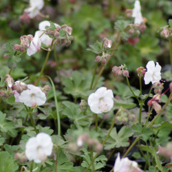 Geranium cantabrigiense x 'St Ola'