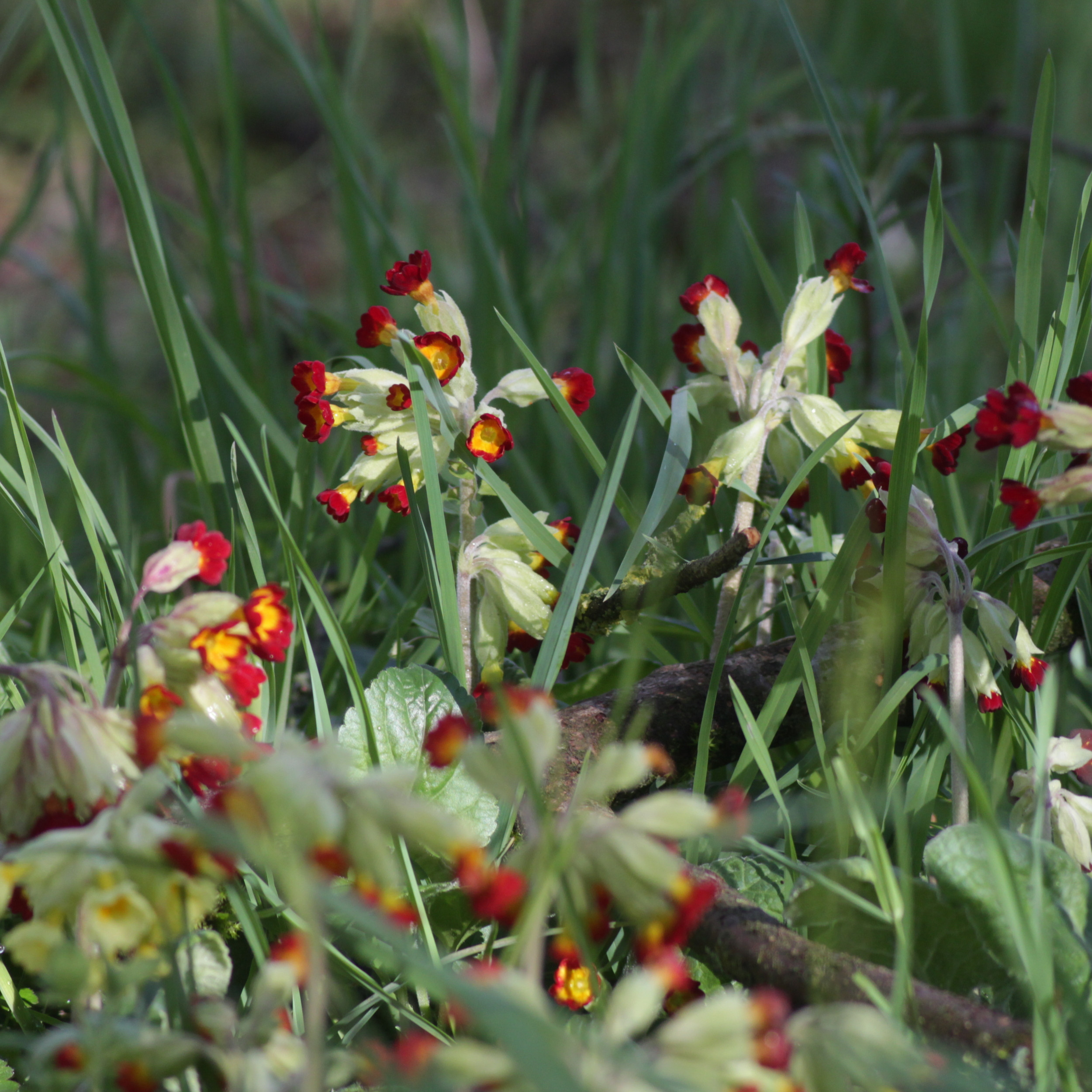 Primula veris Sunset Shades - Vivaces - Les Racines du Vent