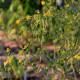 Potentilla pensylvanica