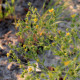 Potentilla pensylvanica