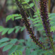 Amorpha aff. glabra