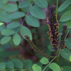 Amorpha aff. glabra