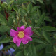 Rosa palustris