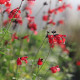 Salvia greggii 'Royal Bumble'