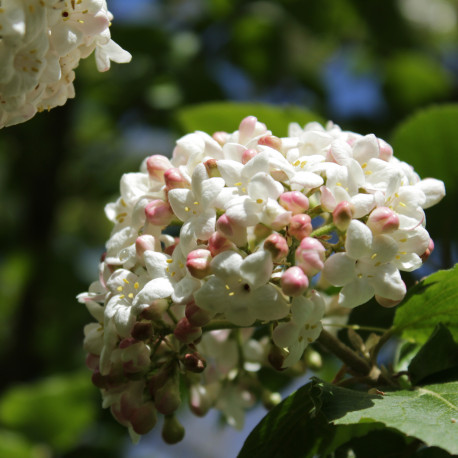 Viburnum x carlcephalum