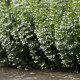 Clinopodium nepeta subsp. nepeta 'White Cloud'