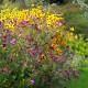 Rudbeckia triloba