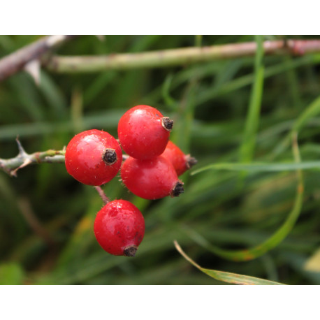 Rosa pomifera