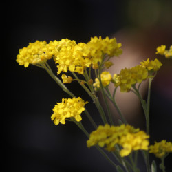 Aurinia saxatilis 'Goldcushion'