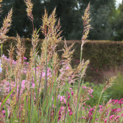 Sorghastrum nutans 'Indian Steel'