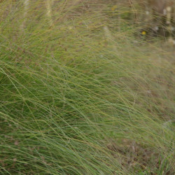 Eragrostis curvula