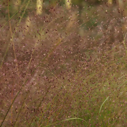 Eragrostis trichodes