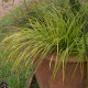 Carex oshimensis 'Everillo'®