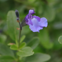 Salvia greggii MIRAGE® 'So Cool Pale Blue'