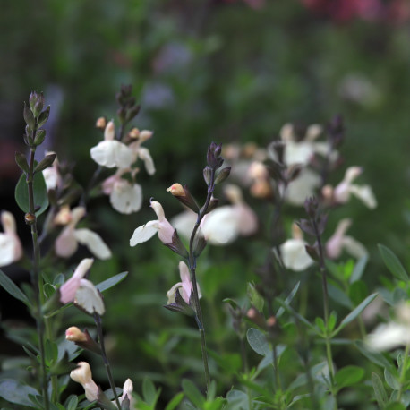 Salvia greggii MIRAGE 'Crème'