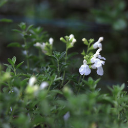 Salvia greggii MIRAGE® 'Blanche'