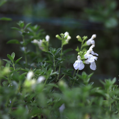 Salvia greggii MIRAGE® 'Blanche'