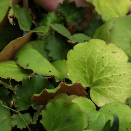 Saxifraga stolonifera 'Harvest Moon'®