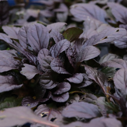 Ajuga reptans 'Elmblut'