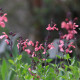 Salvia x jamensis 'La Siesta'