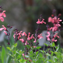 Salvia x jamensis 'La Siesta'