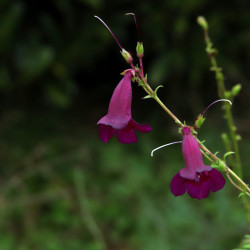 Penstemon 'Raven'