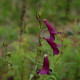 Penstemon 'Raven'