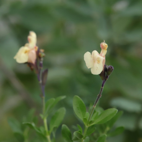 Salvia x jamensis 'Melen'