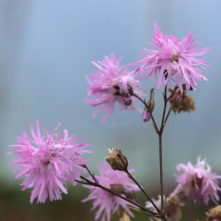 Lychnis flos-cuculi 'Petite Jenny'