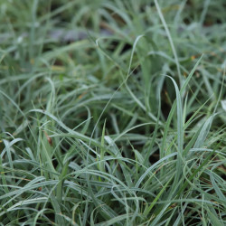 Carex flacca 'Blue Zinger'