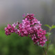 Syringa x chinensis 'Saugeana'