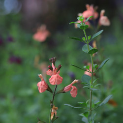 Salvia microphylla 'Papajan'