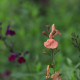 Salvia microphylla 'Papajan'