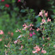 Salvia microphylla 'Aphrodite'