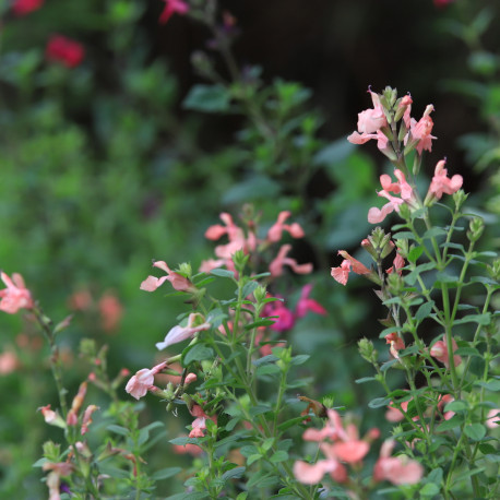 Salvia microphylla 'Aphrodite'